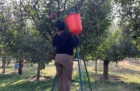 برداشت سیب در کشمیر هند (3)