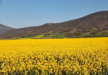 ۵۶۰۰ هکتار از کشتزارهای خراسان شمالی زیر کشت کلزا رفت