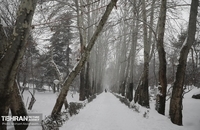 بهترین عکس ها از روز برفی تهران (19)