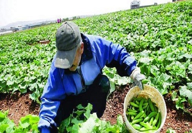 466خانوار مستمری بگیر صندوق بیمه اجتماعی روستائیان هستند