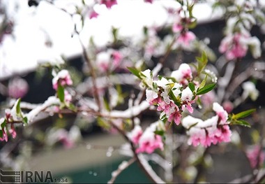 سرمازدگی محصولات باغی در زنجان مشاهده نشد