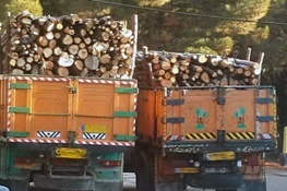 کشف 200 اصله چوب جنگلی قاچاق در اردبیل