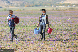 برداشت زعفران از مزارع استان چهارمحال و بختیاری