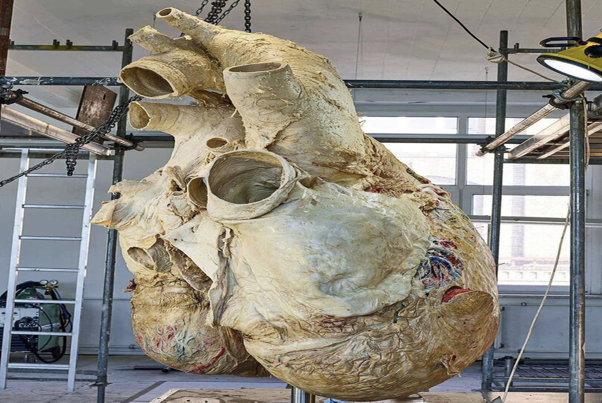 قلب غول‌پیکر یک نهنگ ! / عکس