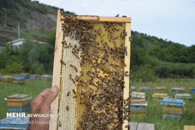 وجود بیش از ۳۴۰ هزار کلنی زنبورعسل در استان همدان