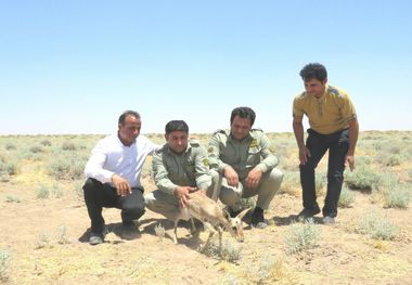 یک راس بره آهو در مه ولات رها شد