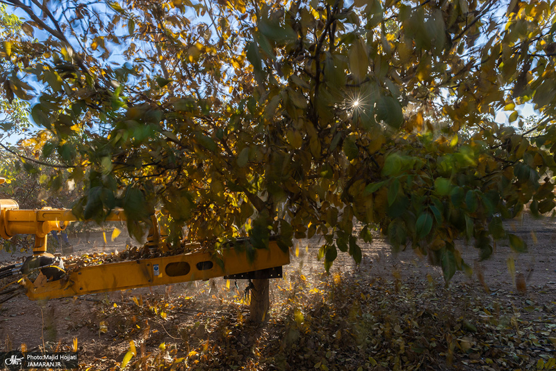 برداشت مکانیزه گردو در استان زنجان
