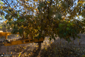 برداشت مکانیزه گردو در استان زنجان