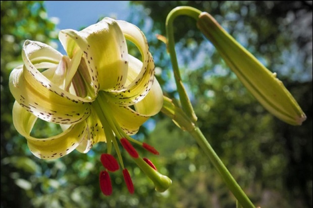 سوسن؛ عروس سر به زیرطبیعت ایران