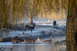 منتخب تصاویر امروز جهان - 15 اسفند 1403