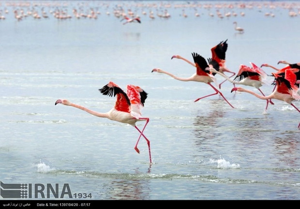 پرنده‌نگری؛ پیشران توسعه گردشگری تنها جزیره ایرانی دریای خزر