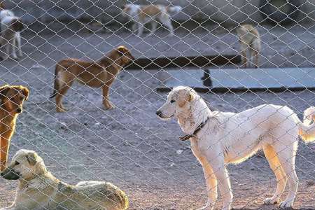 ایجاد مکان مناسب برای نگهداری سگ‌های ولگرد شهر بوشهر