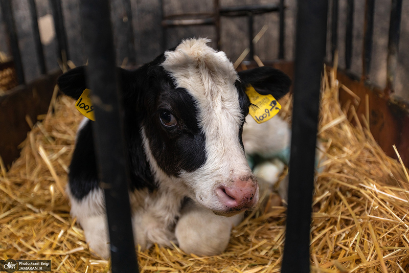 کارگران دامپروری؛ ستون‌های سلامت و آبادانی کشور