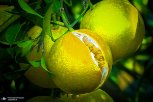 طبیعت روستای بزکویه