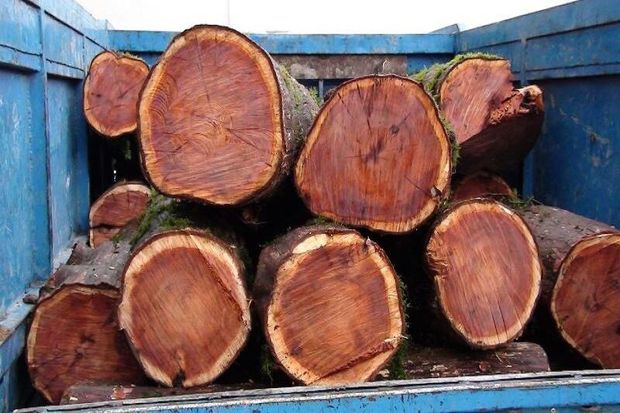 عاملان قطع بیش از ۳ تن درخت در اشنویه دستگیر شدند