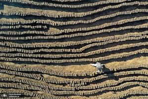 منتخب تصاویر امروز جهان- 26 مهر 1400