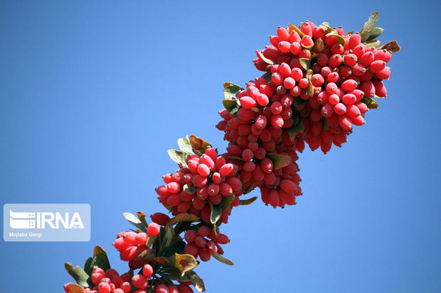 آبنبات زرشک در خراسان جنوبی ثبت اختراع شد