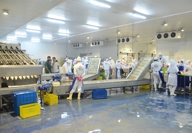 بهره برداری طرح فرآوری و بسته بندی ماهی و میگو در بوشهر