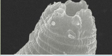 کرم یخ‌زده پس از ۴۶ هزار سال زنده شد + عکس