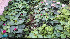 روستای سلیم آباد تنکابن؛ اینجا همه چیز سبز است