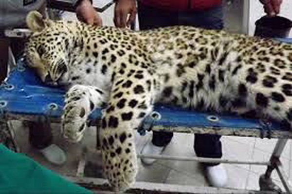 آخرین وضعیت پلنگ گیلان 