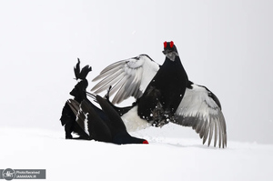 منتخب تصاویر امروز جهان - 5 و 6 اردیبهشت 1404