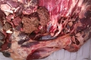 کشف ۱.۵ تن گوشت فاسد در تهران+ ویدیو