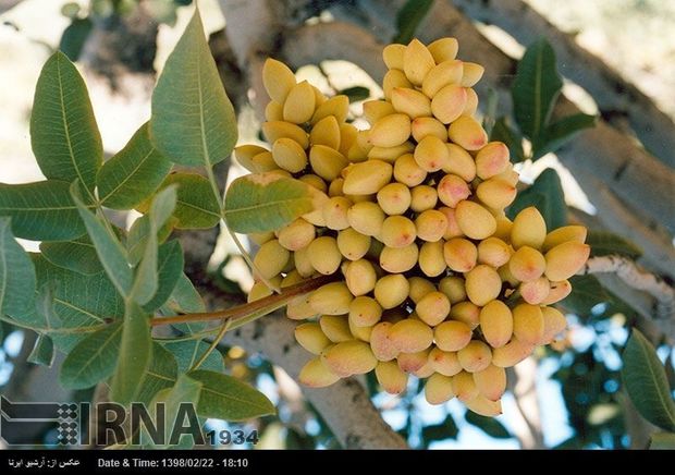 سطح زیر کشت پسته تربت جام افزایش یافت