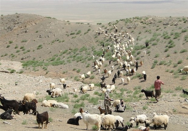 خشکسالی نابودی دام عشایر خراسان شمالی را نشانه رفته است