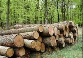کشف 2 تن چوب جنگلی قاچاق در آمل