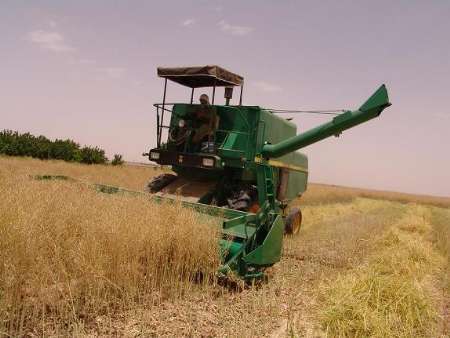 پیش بینی تولید 45 هزار تن گندم در استان یزد