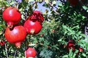 فردوس سومین قطب تولید انار کشور است