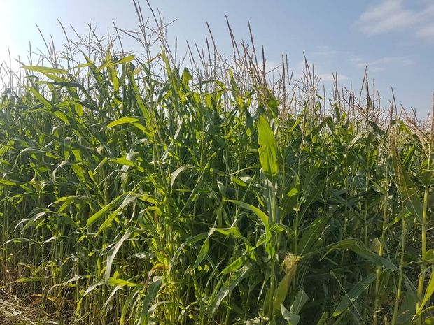 برداشت ۱۲۴ هزار تن ذرت علوفه‌ای در ساوجبلاغ