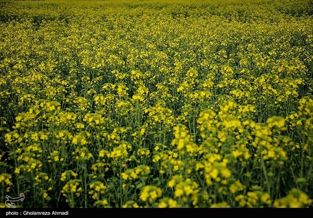 ‌کشت نشائی سبب افزایش محصول در مزارع کلزای گلستان می‎شود