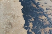 آلودگی نفتی در ساحل گناوه/ محیط زیست: تعیین منشأ در دست بررسی است