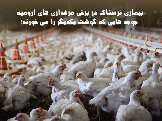 بیماری ترسناک در برخی مرغداری های ارومیه/ جوجه هایی که گوشت یکدیگر را می خورند! + فیلم