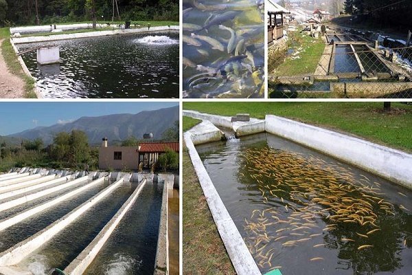 تولید6هزار تن ماهی سردآبی در شهرستان اردل