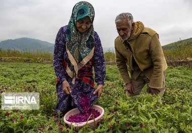 تبدیل ۲۰ هکتار از اراضی بلااستفاده آزادشهر به مزرعه گل‌گاوزبان