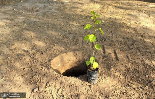 نهال‌کاری سیدمحمد خاتمی در روستاهای قشم + فیلم