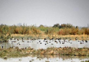 تصفیه طبیعی آب تالاب کانی برازان مهاباد آغاز شد