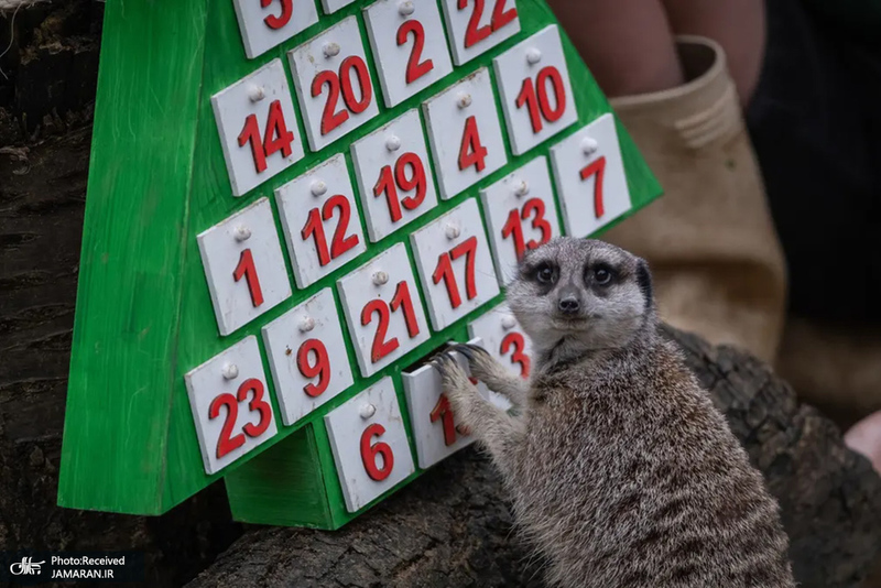 منتخب تصاویر امروز جهان - 10 آذر 1401