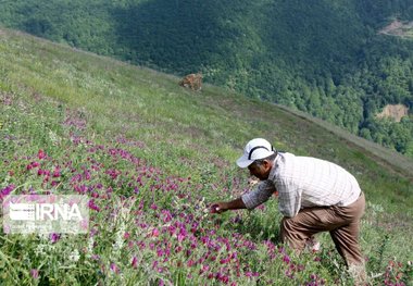 کسادی بازار گیاهان بهاری در سایه کرونا