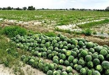 کاهش 20 درصدی سطح زیر کشت هندوانه در سیستان و بلوچستان