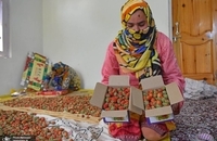 برداشت توت فرنگی در کشمیر ھند (4)