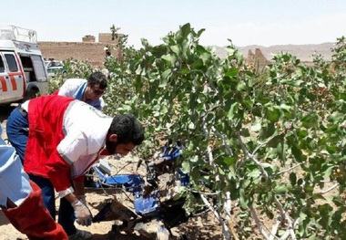 تیلر کشاورزی در فردوس یک کشته برجا گذاشت