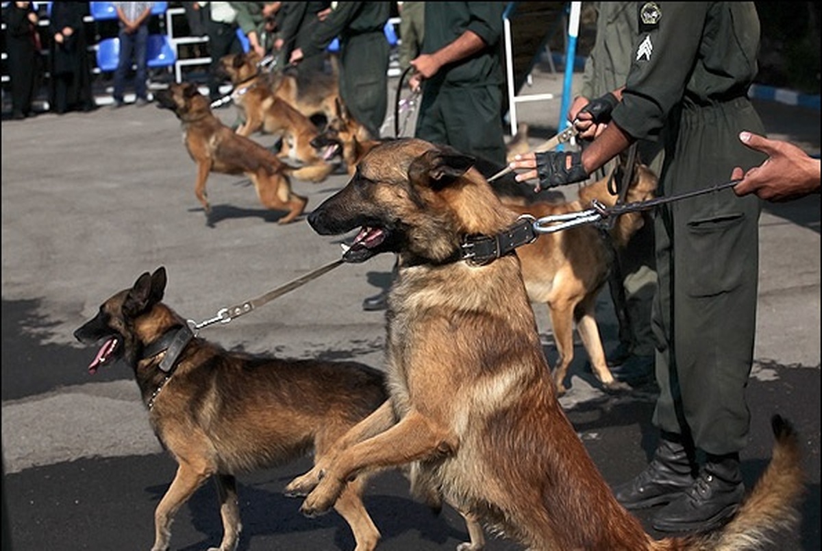 حضور سگ‌های موادیاب در مرزهای مشترک با عراق