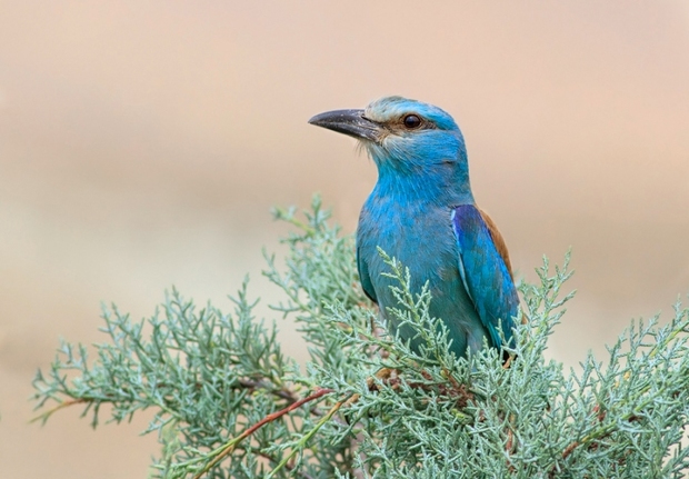 فضای مجازی شکارچی سبزقبا را به دام انداخت