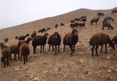 دام های خراسان شمالی شناسنامه دار می شوند