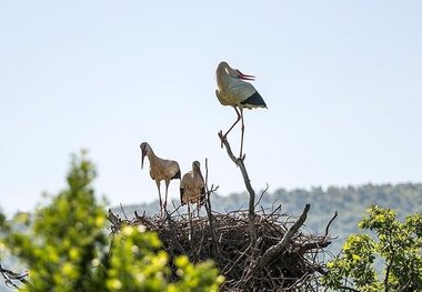 مهاجرت لک‌لک‌ها به البرز