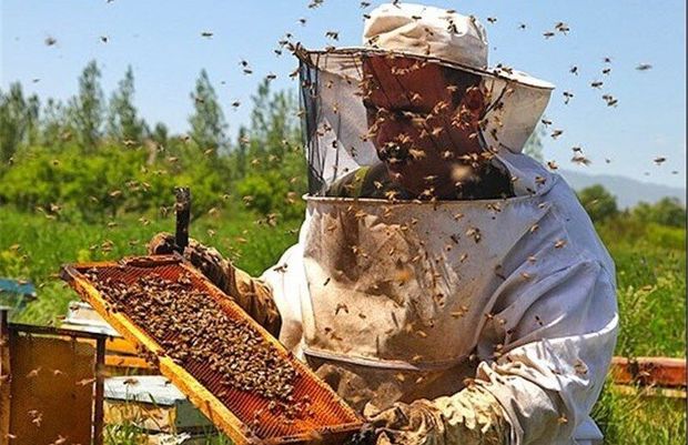 سرما به ۷۰۰ کلنی زنبور عسل در باخرز خسارت زد